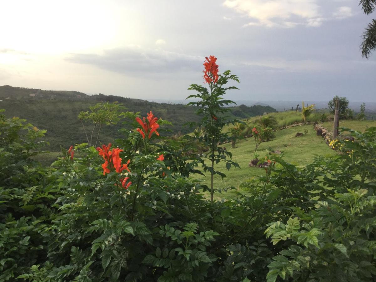 Hawk'S Nest Bed & Breakfast La Laguna de San Carlos Екстериор снимка